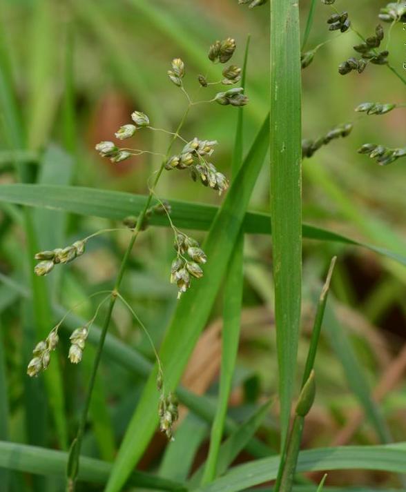  p data-id="gnb6wam0mu">光稃茅香( i>anth