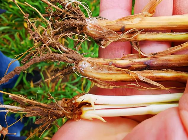  p data-id="skftjer4uagb">小麦茎基腐病是由假禾谷镰孢菌,禾谷镰孢