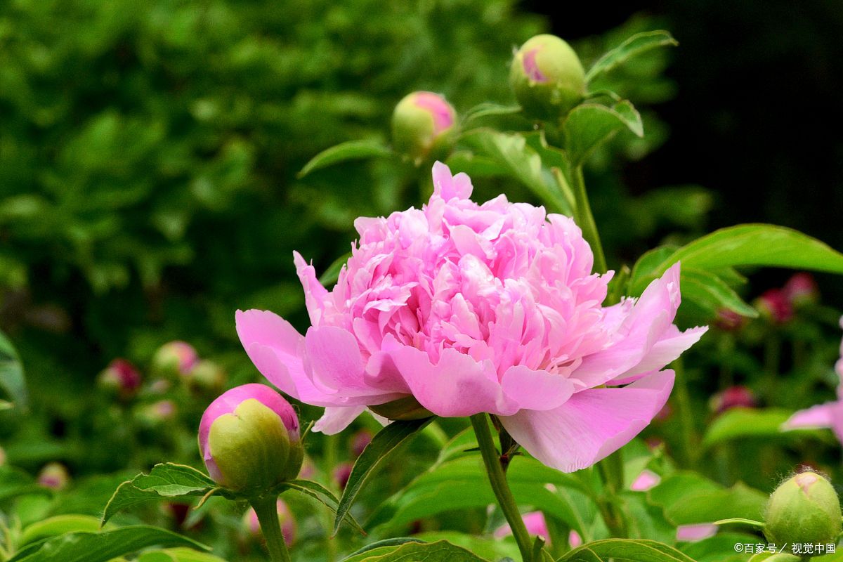 芍药花 除了观赏之外 还有这样几个用途 百科ta说