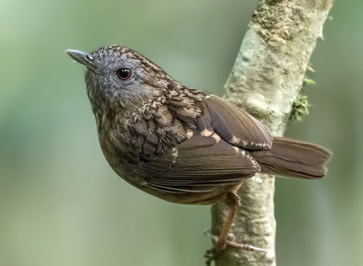  p>短尾鹪鹛(学名: i>napothera brevicaudata /i>)是画眉科,鹪鹛属