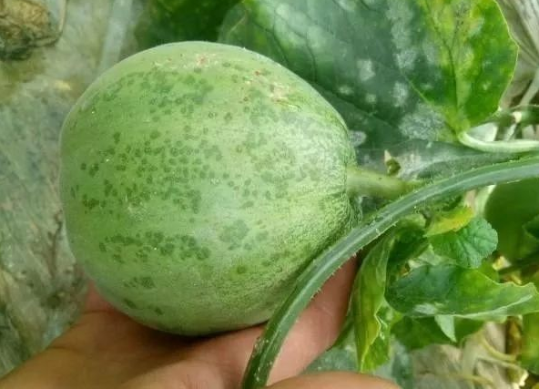  p>甜瓜细菌性角斑病是由丁香假单胞杆菌黄瓜角斑病致病型引起的,发生