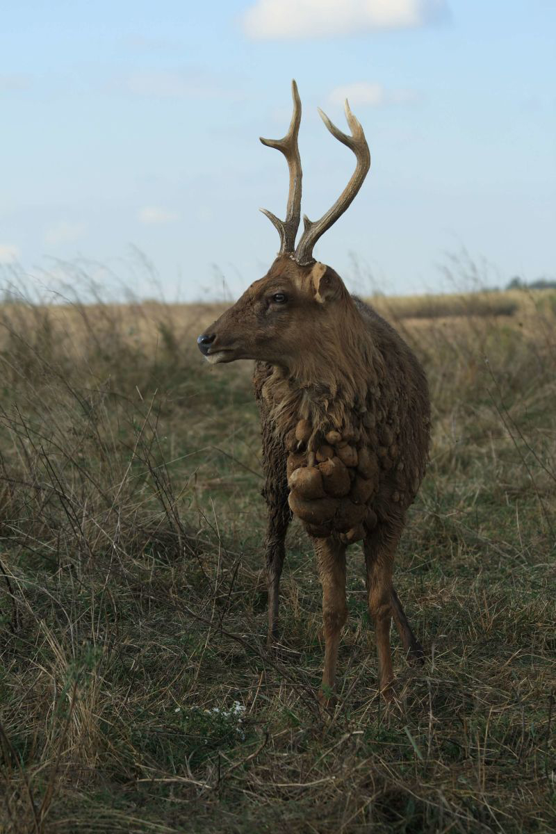 cervus yarkandensis bactrianus