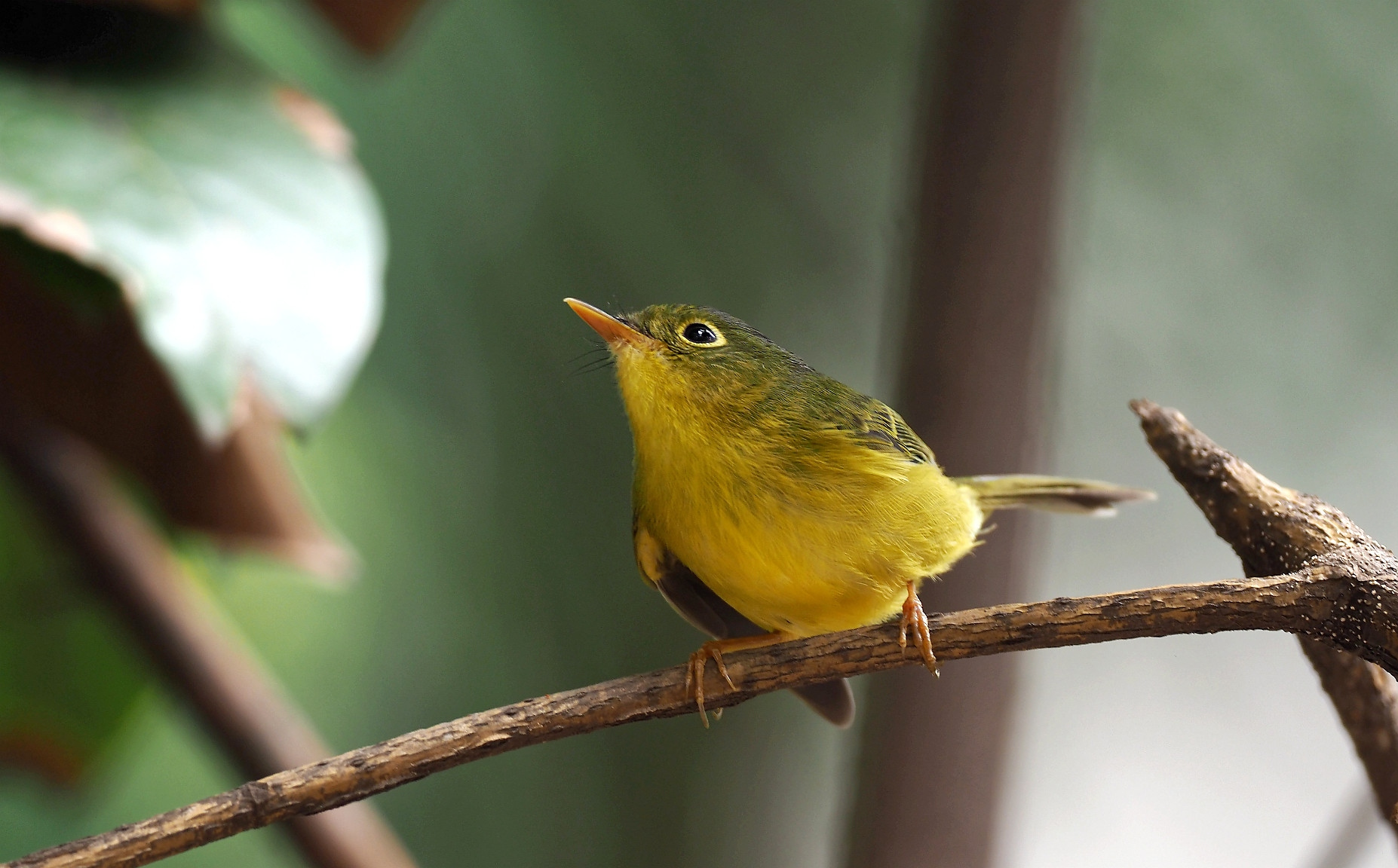 金眶鹟莺西南亚种