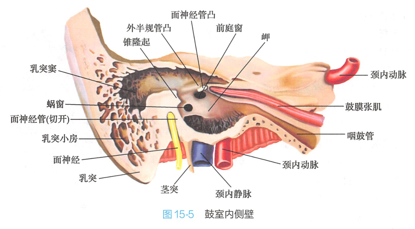鼓室