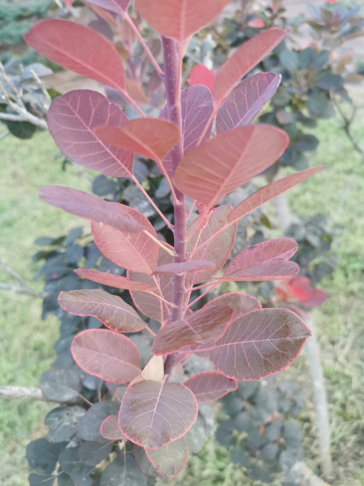 黄栌（漆树科黄栌属植物）_百度百科