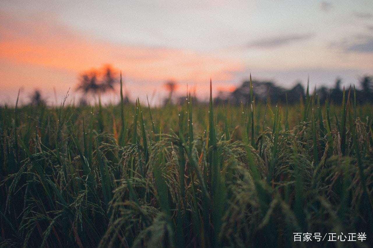 庄子《人间世》：无用之用，方为大用_百科TA说