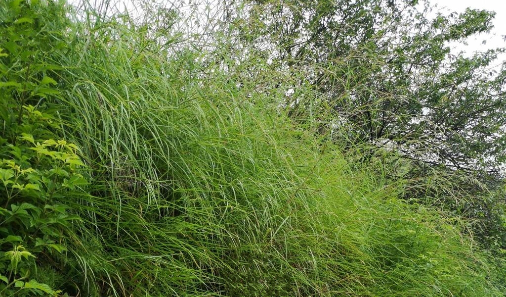  p>橘草(学名: i>cymbopogon goeringii /i> (steud.) a.