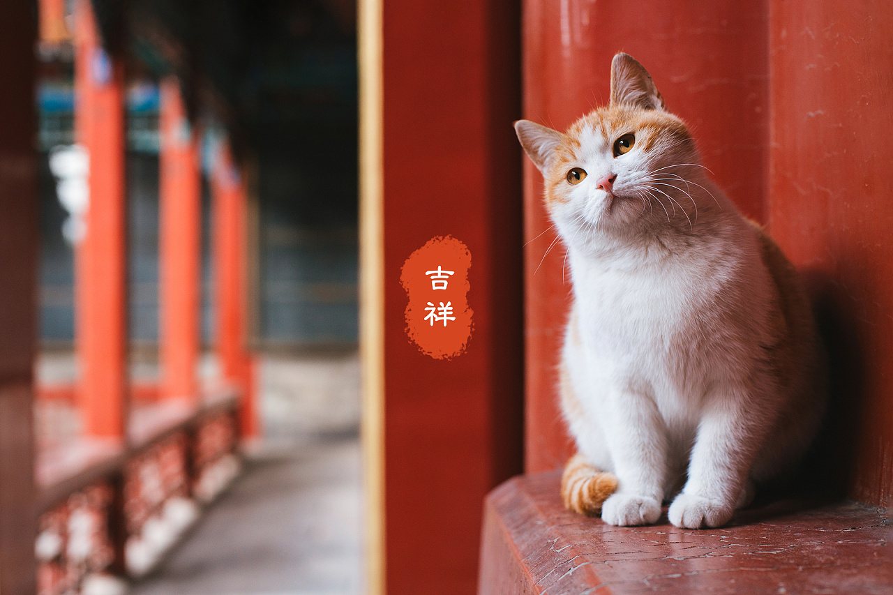 故宫猫