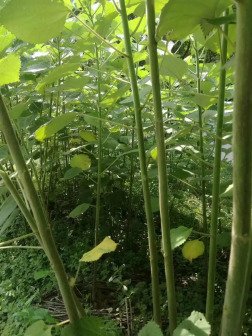 苎麻（荨麻科苎麻属植物）_百度百科