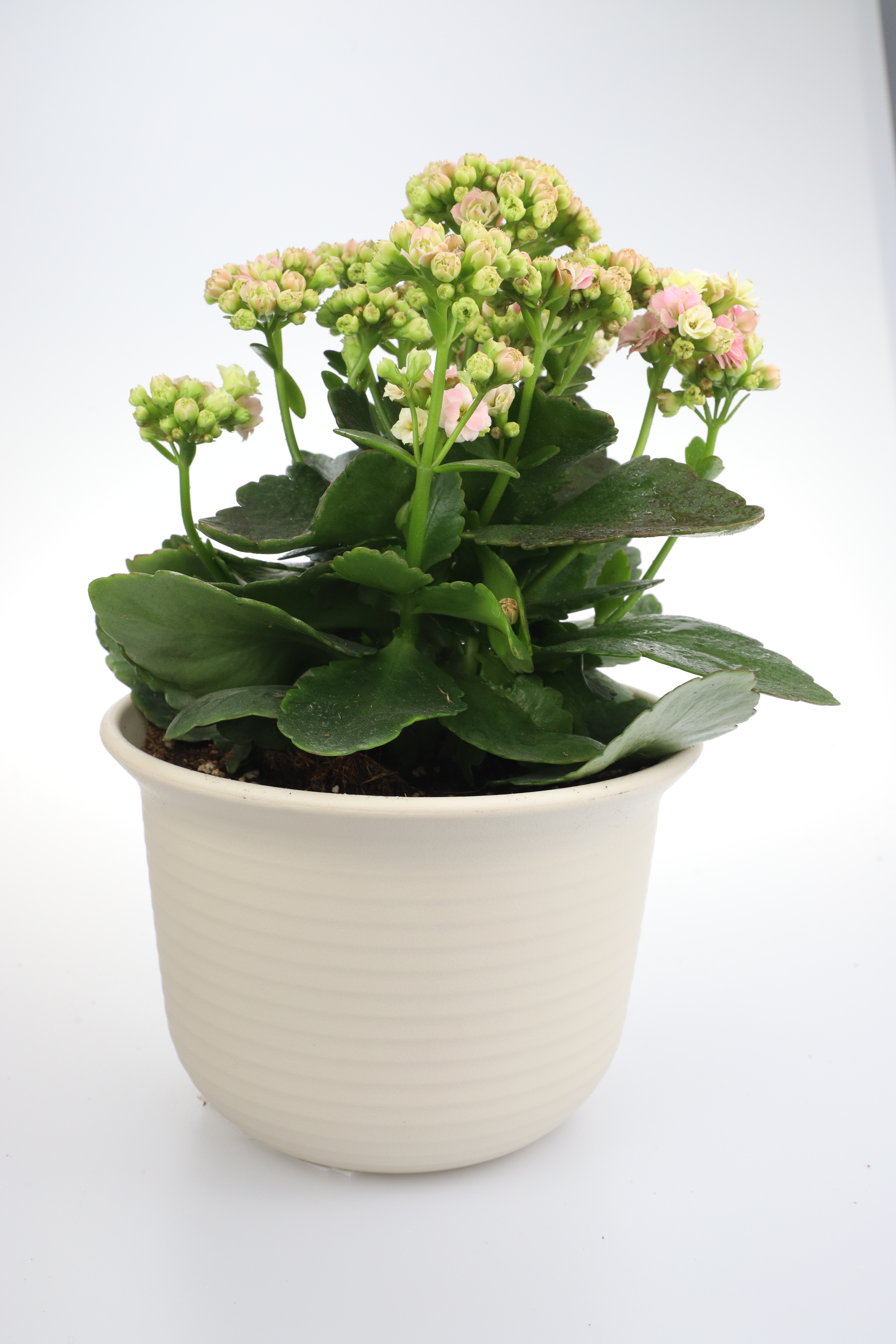  p data-id="gncehevoev">长寿花(学名: i>kalanchoe blossfeldiana 