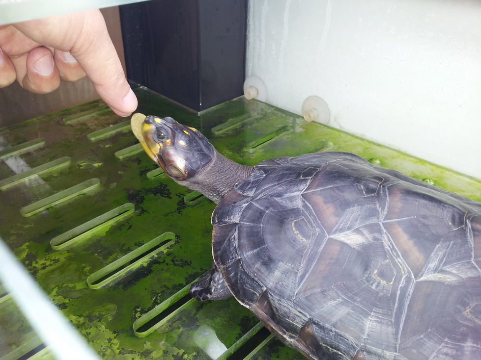  p>黄头侧颈龟(学名: i>podocnemis unifilis /i>)是侧颈龟科,南美侧