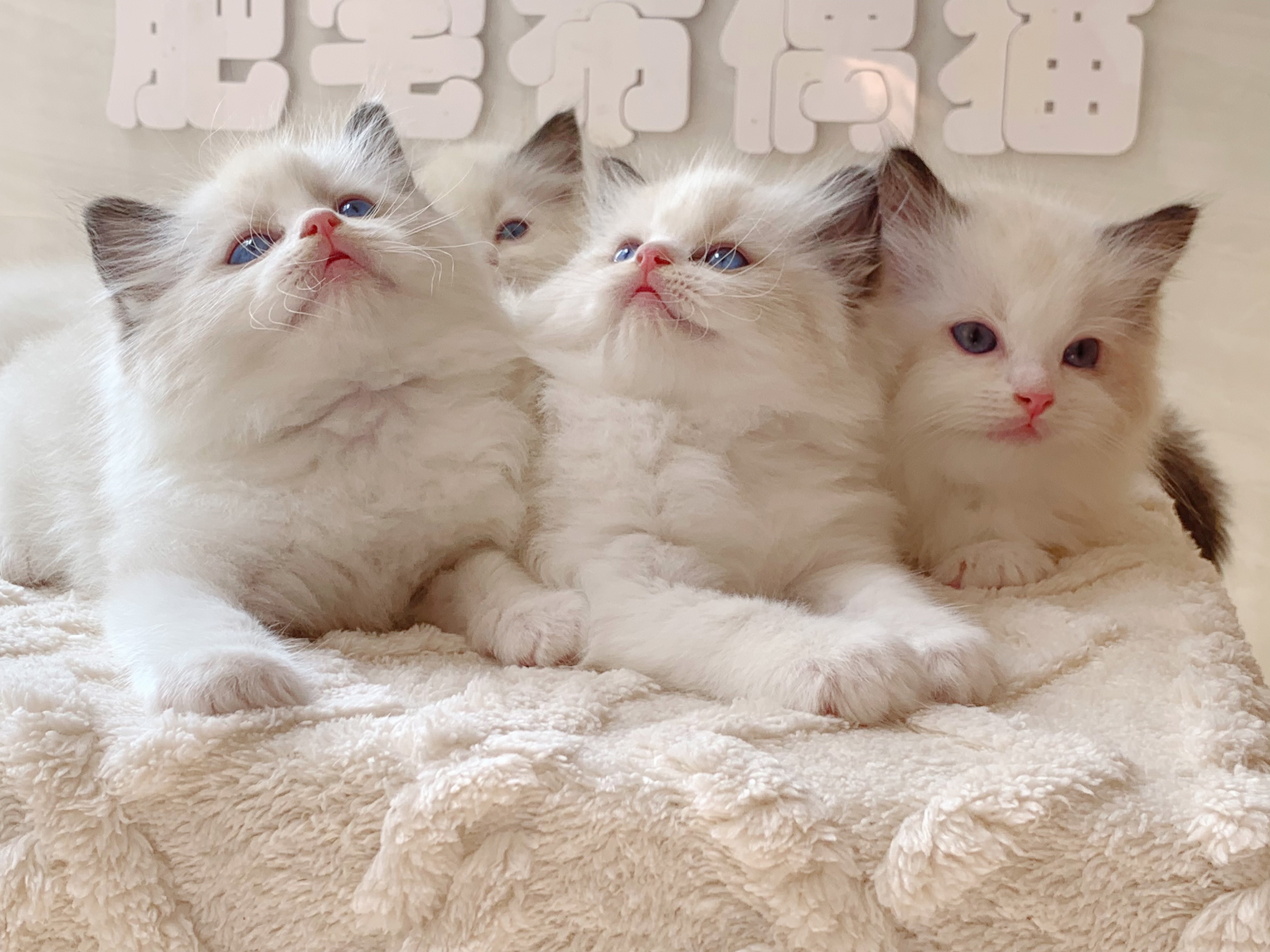 团风县肥宅布偶猫宠物店