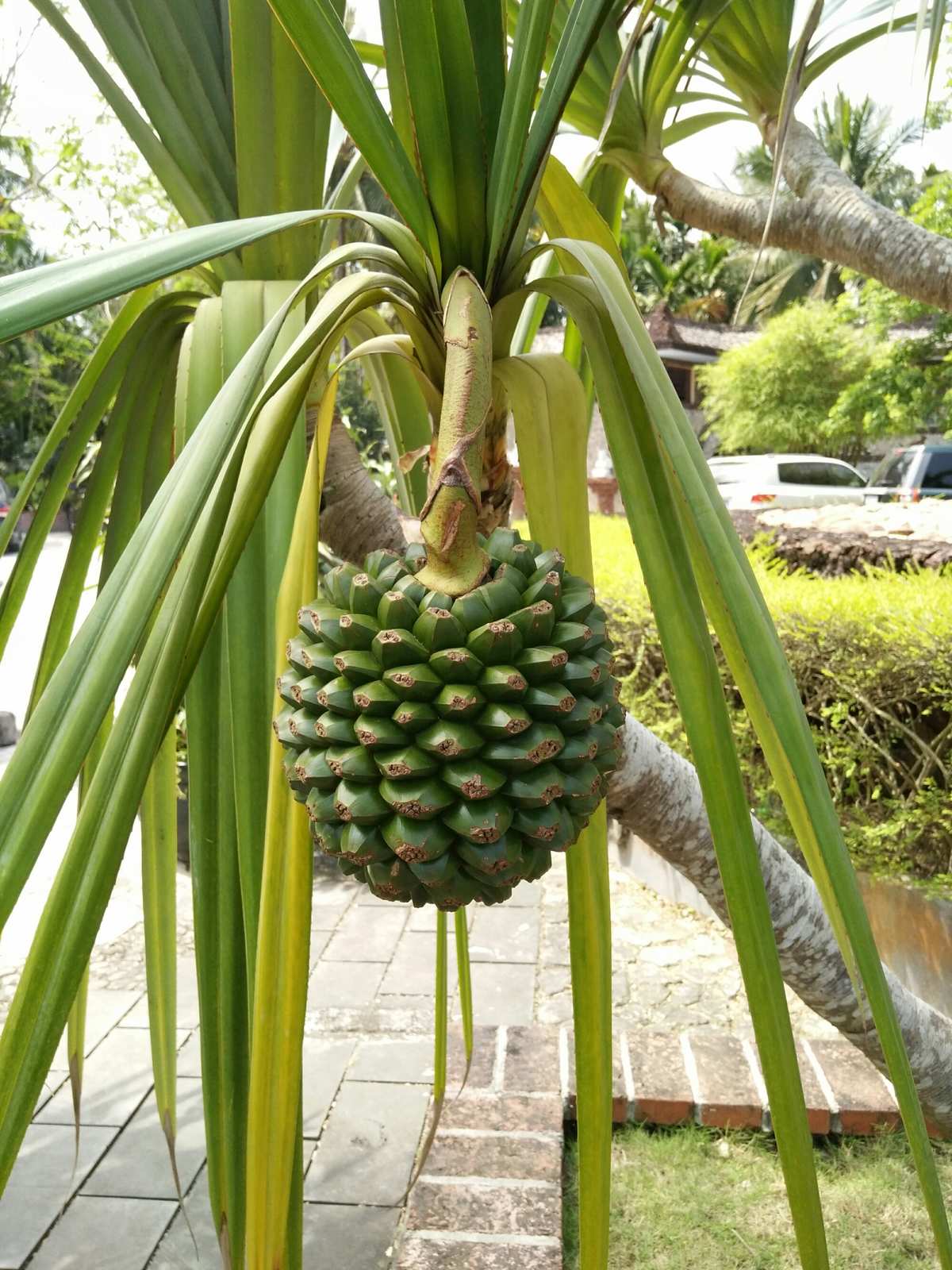  p data-id="ta98kyapwb8u">露兜是露兜树科露兜树属常绿分枝灌木或小