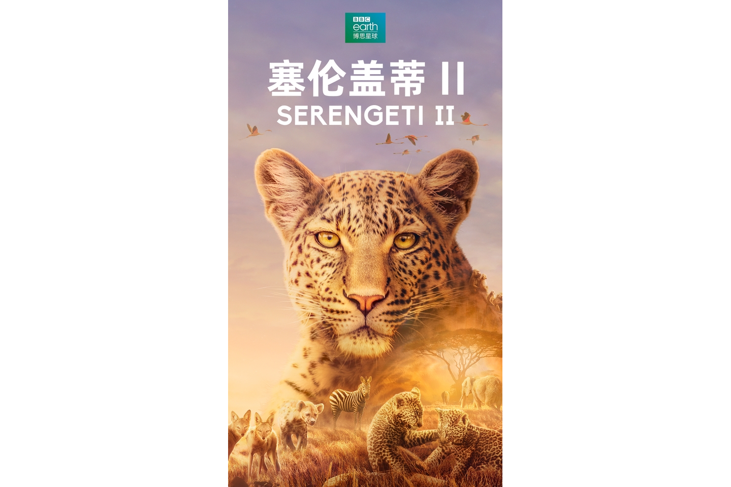 塞伦盖蒂第二季