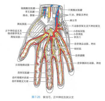 手指（人体器官）_百度百科