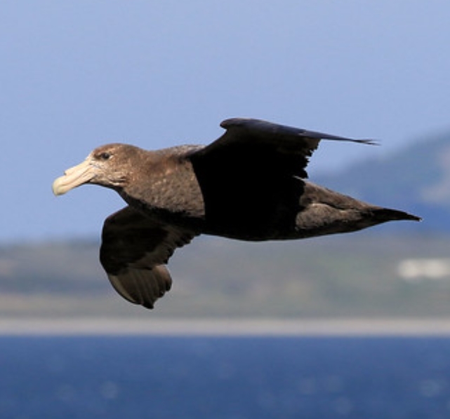 antarctic giant-petrel