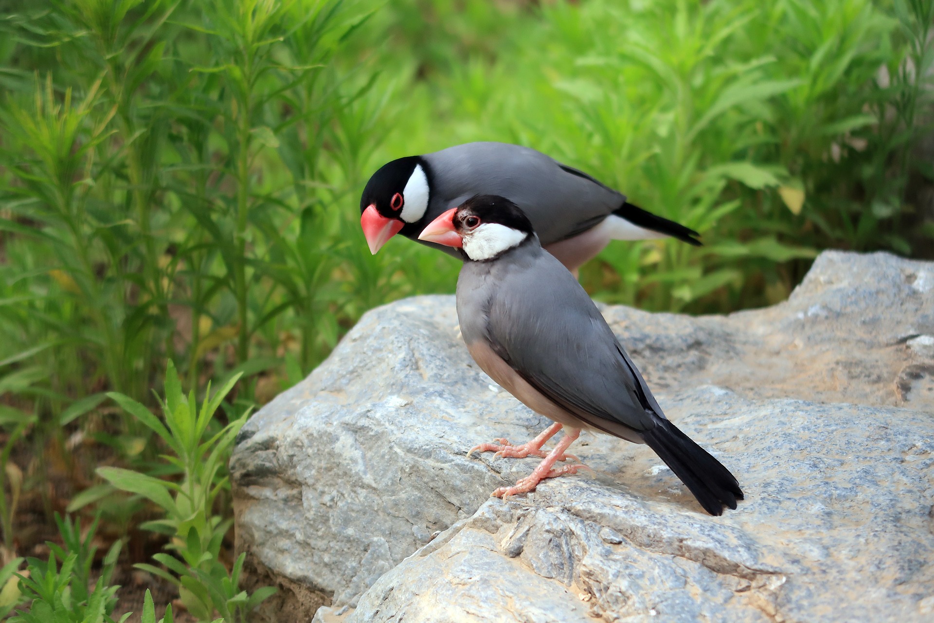  p>禾雀(学名: i>lonchura oryzivora /i>)是文鸟科,禾雀属小型鸟类