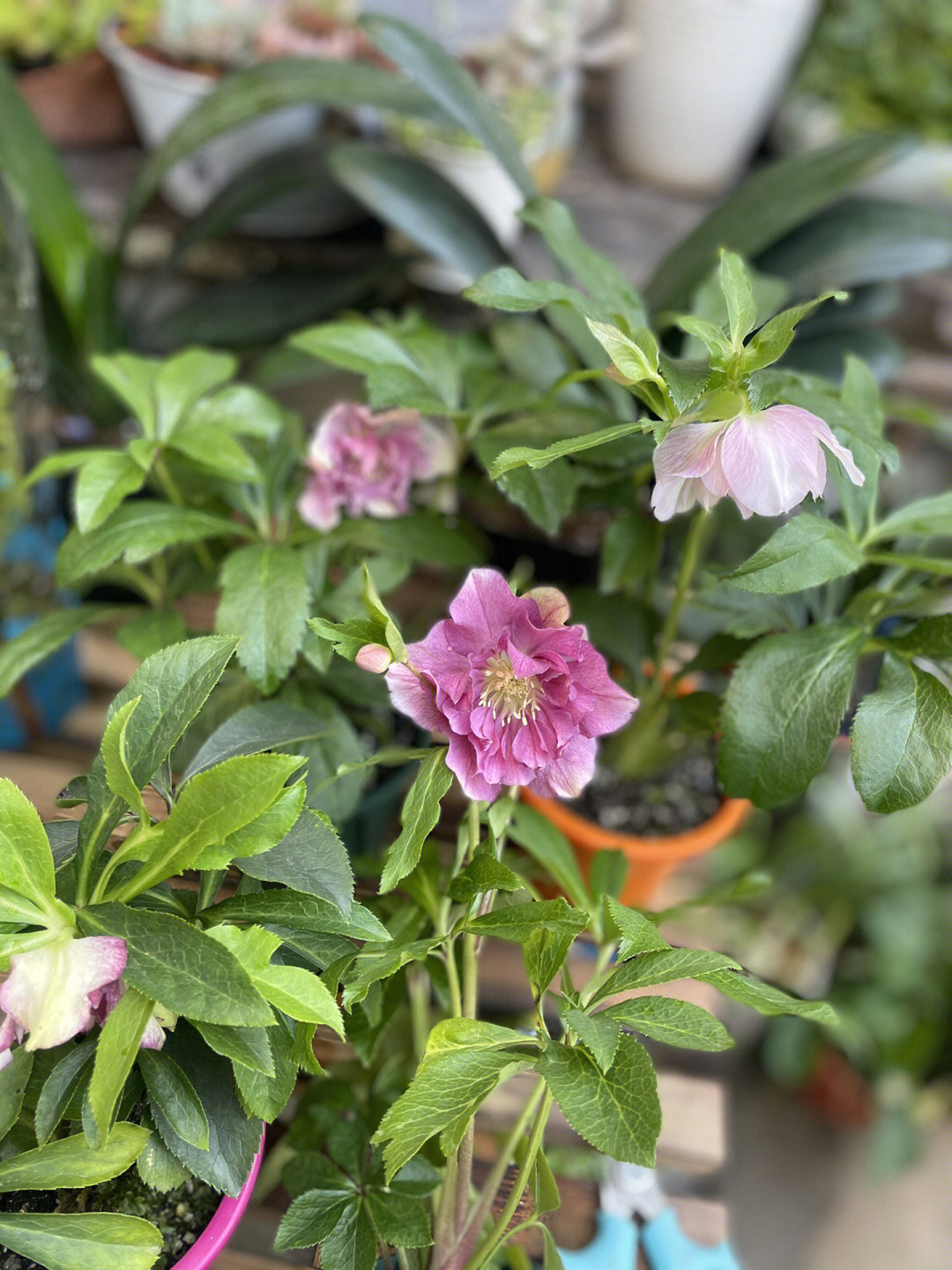 毛莨科铁筷子属植物.