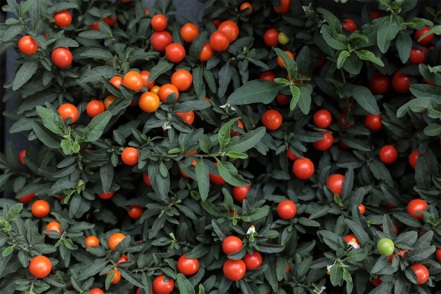 叶双生,大小不等,椭圆状披针形,先端钝至短尖,叶面无毛,叶背有簇茸毛