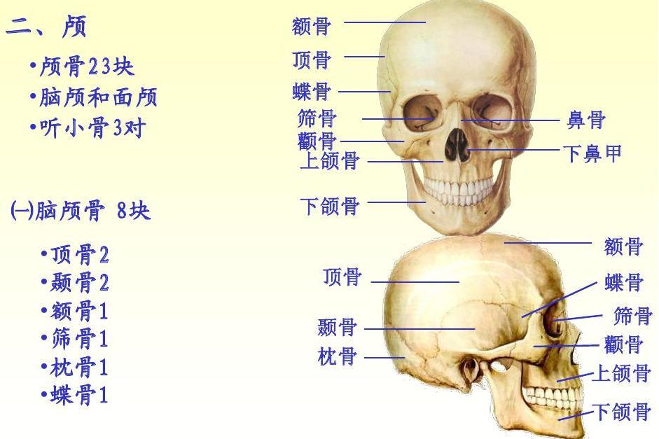 cranial bones