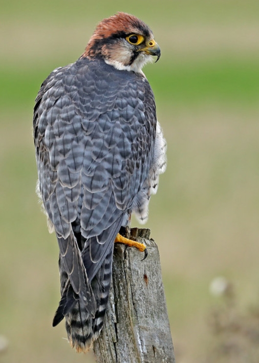  p>地中海隼(学名: i>falco biarmicus /i>):是隼科,隼属的体型中等