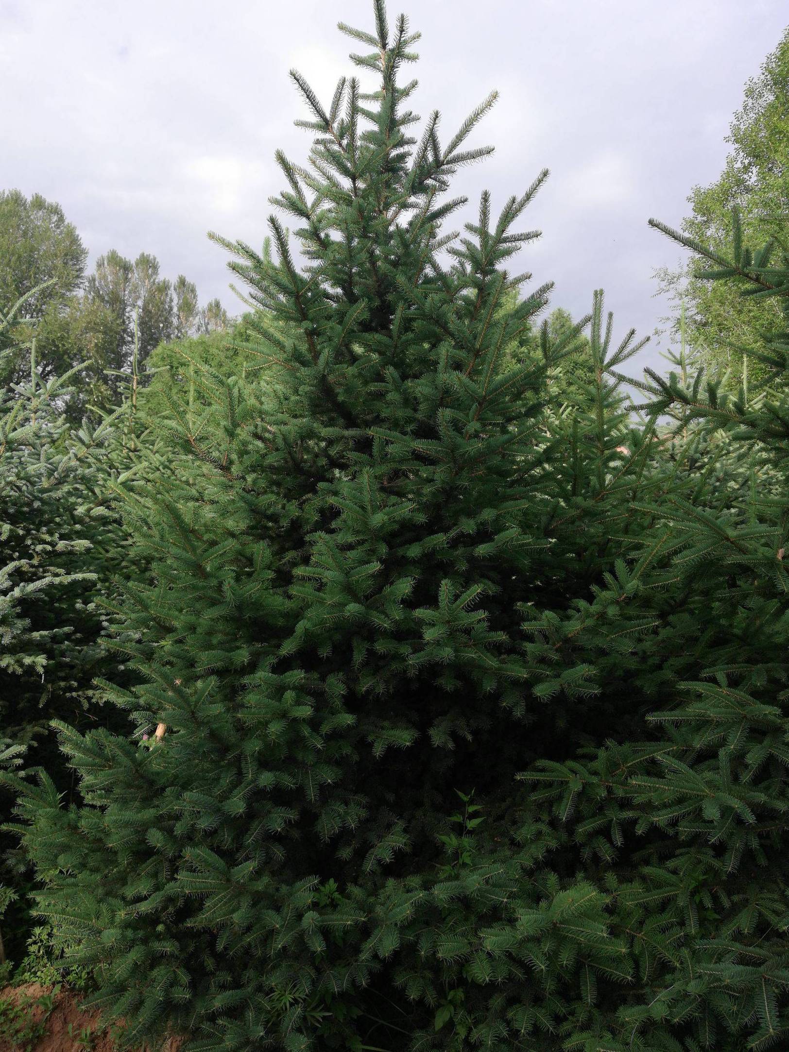 青海云杉无性系12