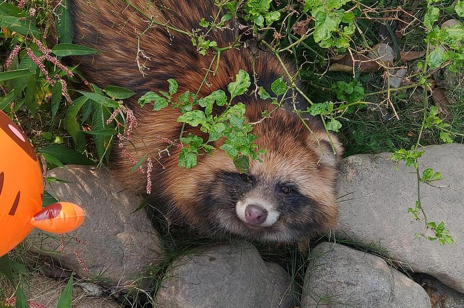 花面狸印缅亚种