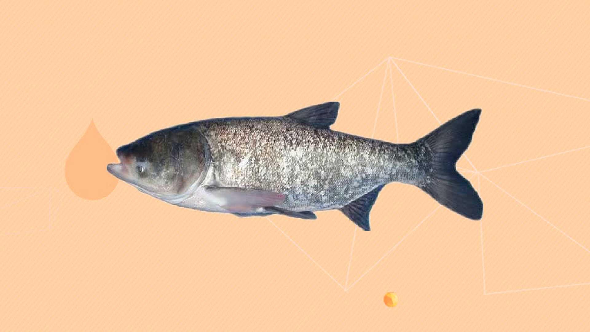 海鲶鱼:暖温性中小型底层杂食性鱼类