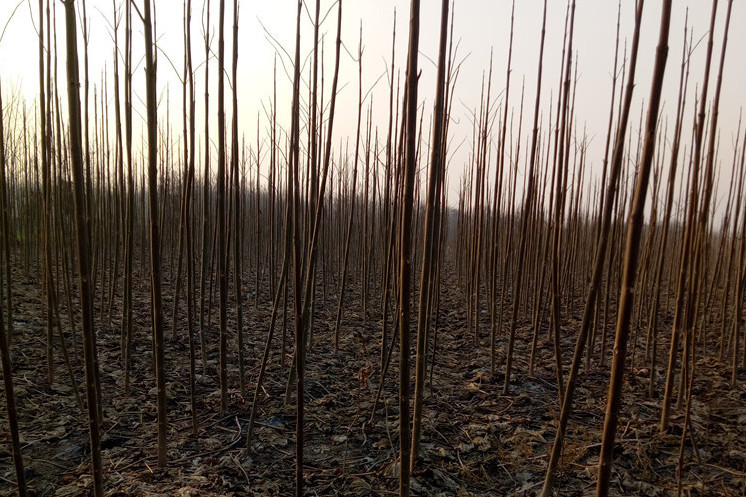 美洲黑杨无性系nl-7115