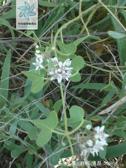  p> b>羊角子草 /b>(学名: i>cynanchum cathayense /i>)为萝藦科 a