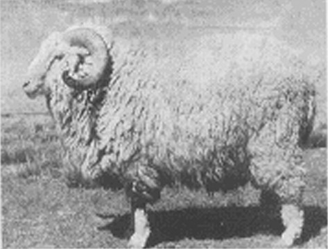 青海高原半细毛羊