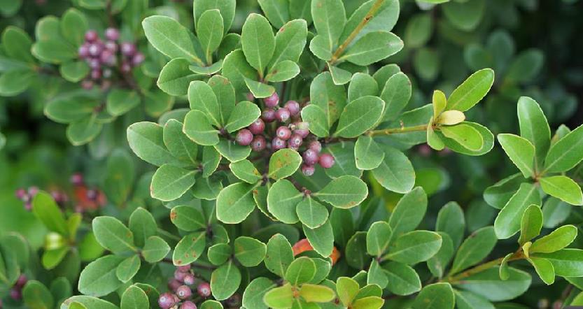  p>厚叶石斑木(学名: i>rhaphiolepis umbellata /i> (thunb.