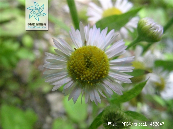  p>一年蓬,中药名.为菊科植物一年蓬 i>erigeron annuus /i> (l.