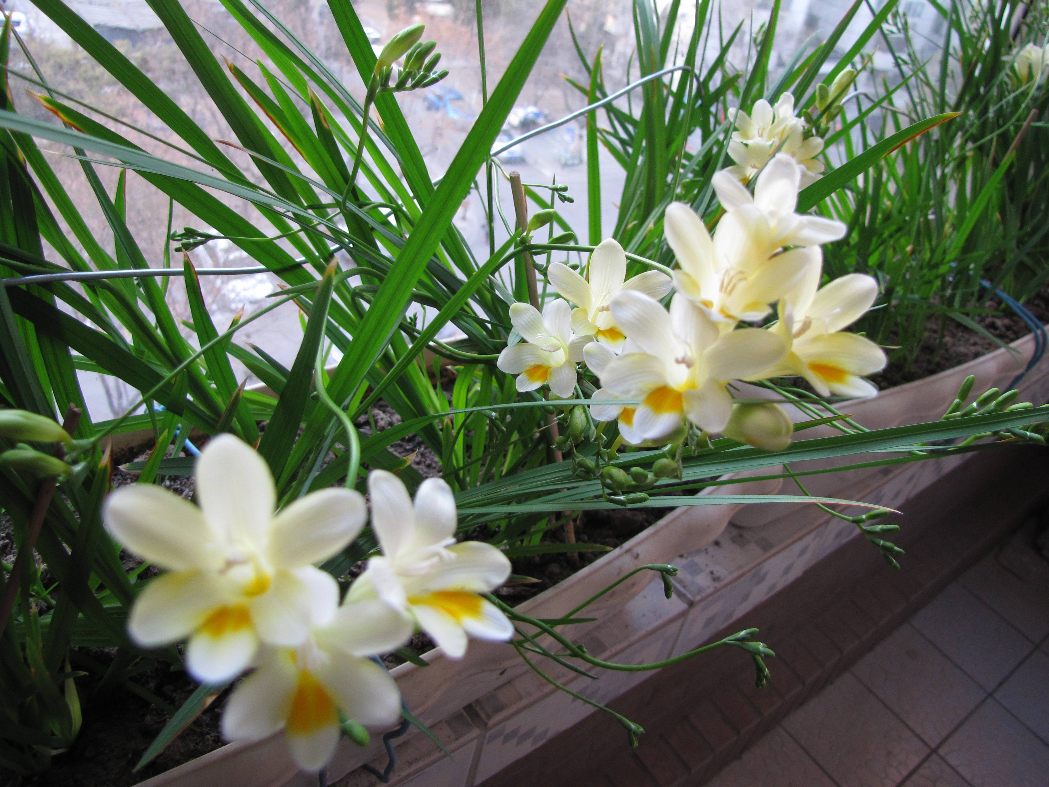 小苍兰花