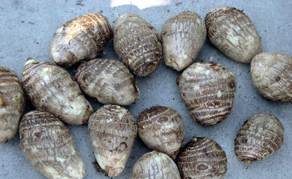  p>壳很小,呈双圆锥状,有脊骨,当四支细长脆弱且弯曲的壳针伸展开时