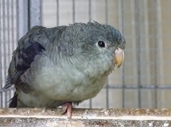  p>横斑鹦鹉的学名为横斑鹦哥,横斑鹦哥(拉丁学名: i>bolborhynchus