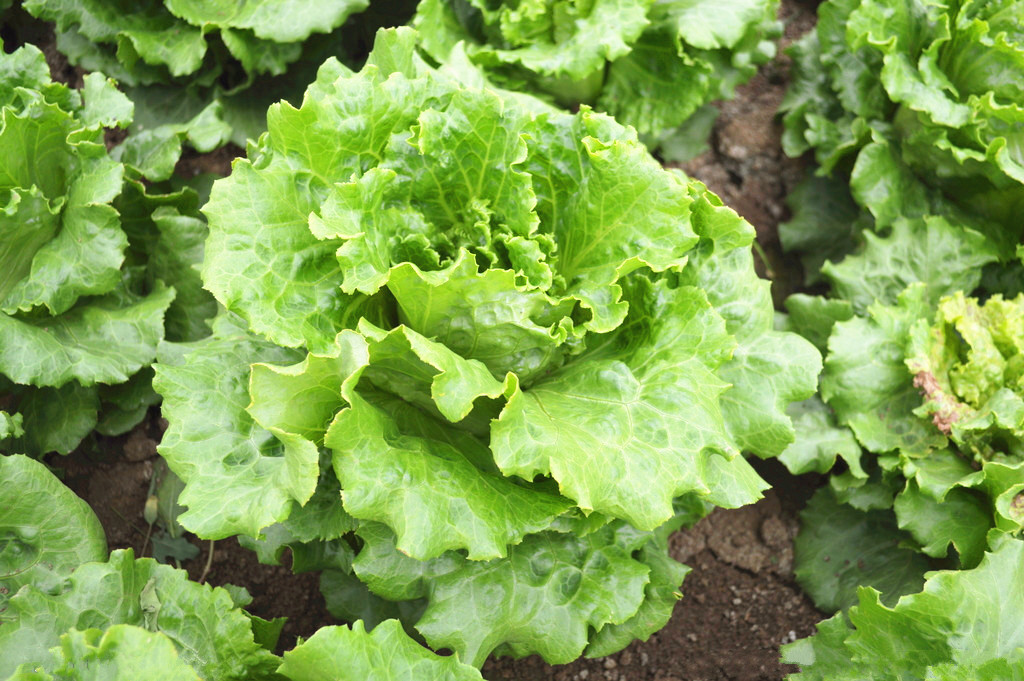  p data-id="tyqi6xcx31io">莴苣( i>lactuca sativa  /i>l.
