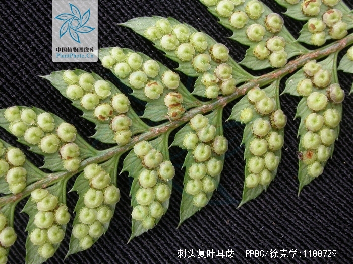  p>刺头复叶耳蕨(学名: i>arachniodes aristata /i> (g. forst.