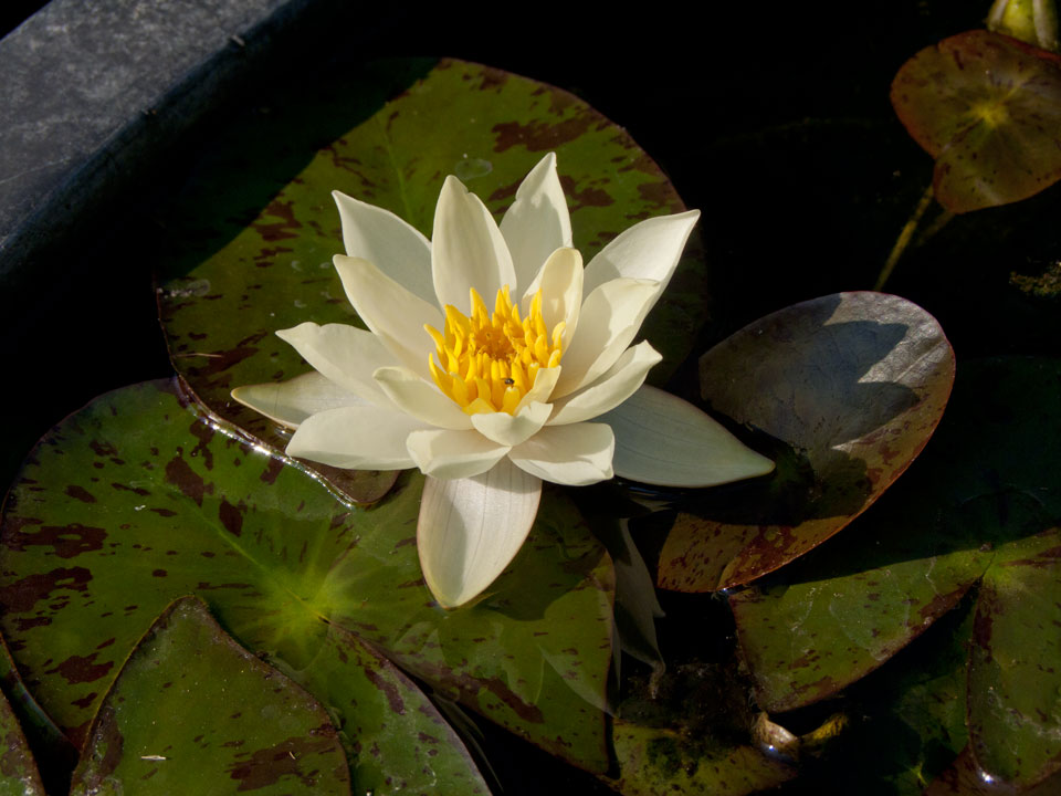 nymphaea pygmaea helvola