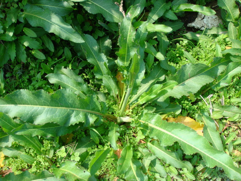  p>皱叶羊蹄,学名刺酸模,rumex maritimus l.