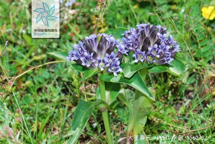  p>大花秦艽,gentiana macrophylla pall. var.