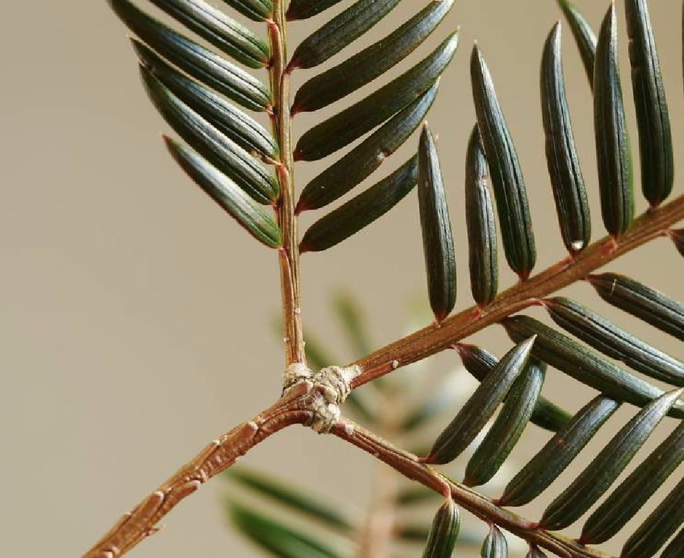  p>云南榧(学名: i>torreya fargesii /i> franch. var.