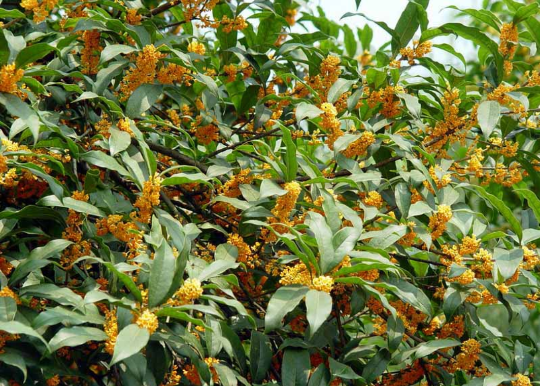  p>四季桂,叶子对生,多呈椭圆或长椭圆形,叶面光滑,革质,叶边缘有锯齿