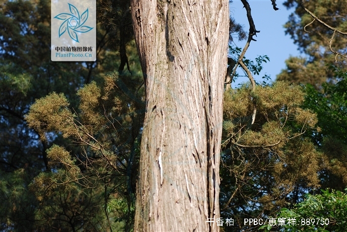  p>干香柏(学名: i>cupressus duclouxiana  /i>hickel)是柏科,柏木属