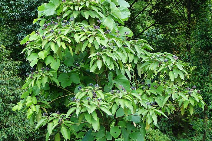 是五加科,树参属乔木或 a href="#" data-lemmaid="1520017">灌木 /a