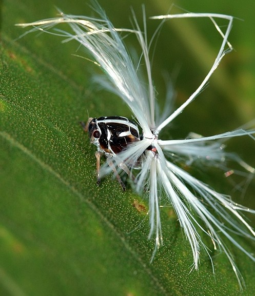  p>茶树白蛾蜡蝉, a href="#" data-lemmaid="30467">昆虫 /a>名,为同