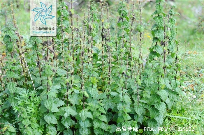 高原荨麻