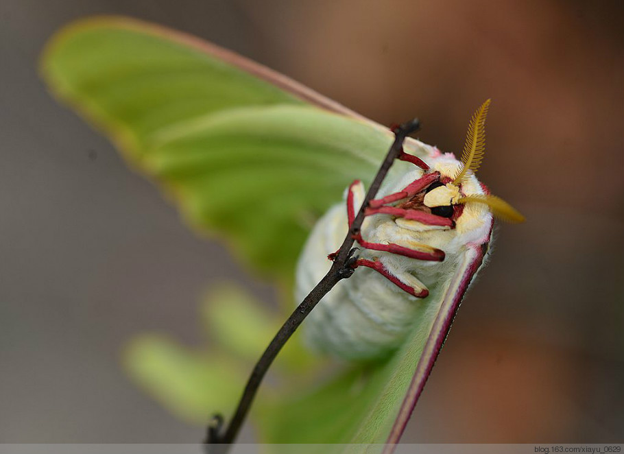 一种中大型 a href="#">蛾类 /a>,是 a href="#">长尾水青蛾 /a>的 a