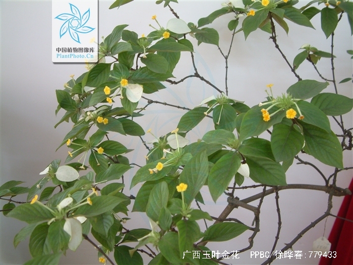  p>广西玉叶金花(学名:mussaenda kwangsiensis li)是茜草科 a target
