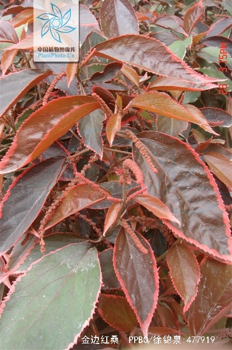 金边红桑